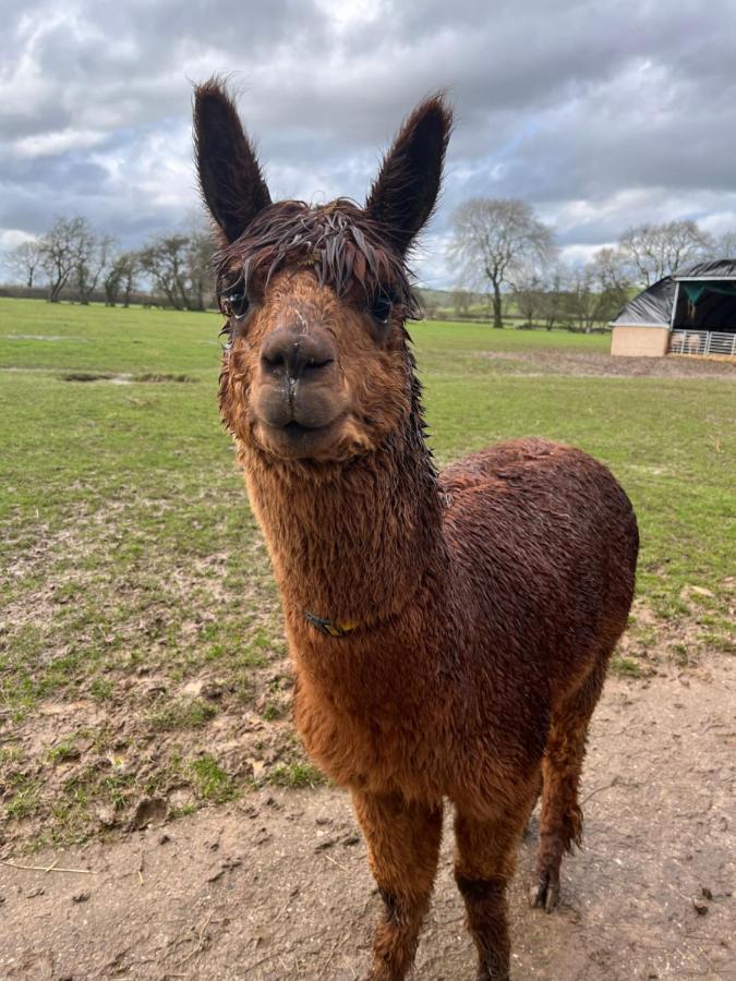 Rustic Retreats Jacks Cottage With Hot Tub & Alpaca Walking Experiences マトロック エクステリア 写真